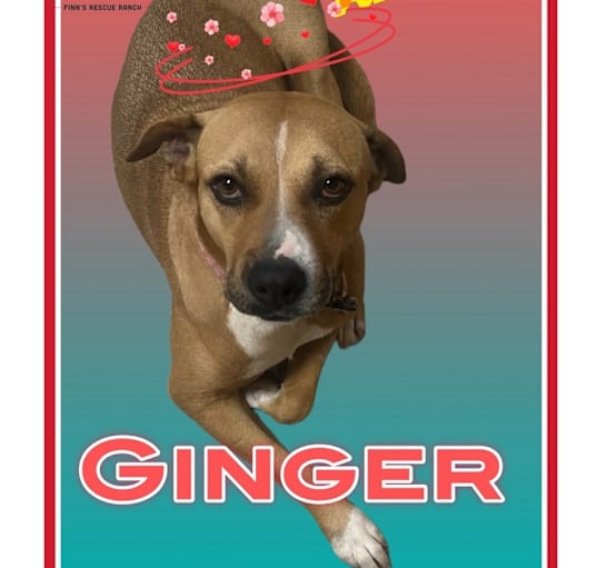 Photo of GINGER