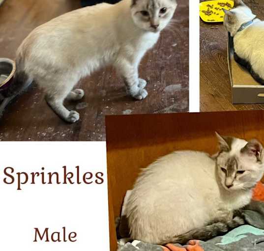 Photo of Sprinkles