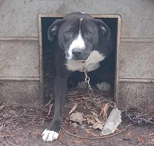 Photo of Sadie (Courtesy Post)