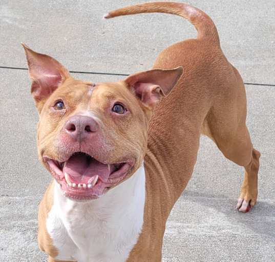 Photo of Marigold! Sweet, Smiley Girl!