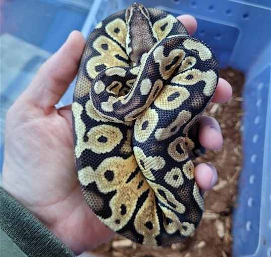 Photo of Scarlett
