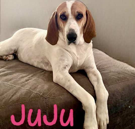 Photo of JUJU
