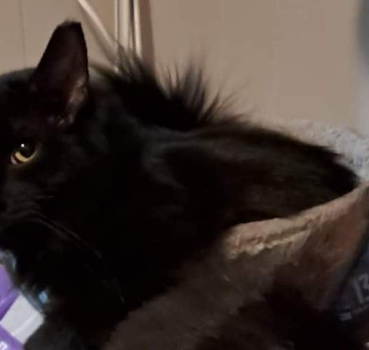 Photo of Otto