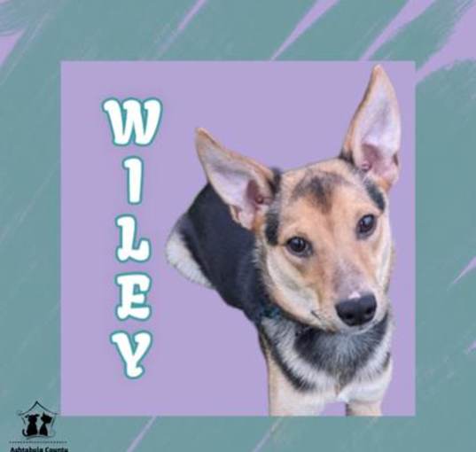 Photo of Wiley