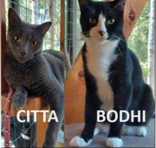 Photo of Bodhi & Citta (PAIR)