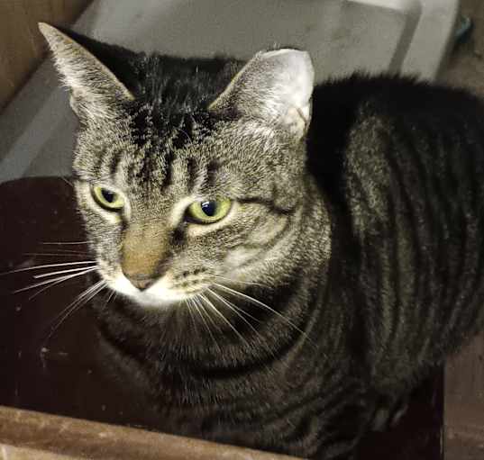 Photo of Phoebe