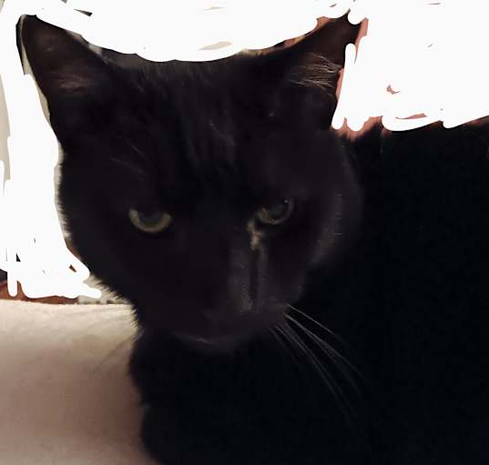 Photo of Captain Kirk