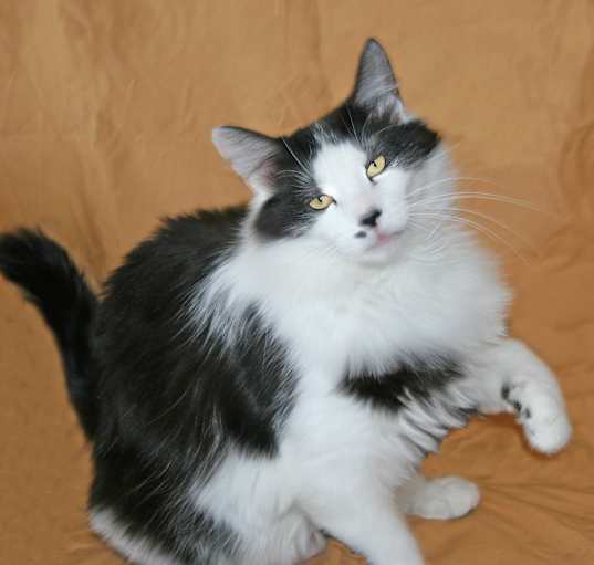 Photo of Tallulah