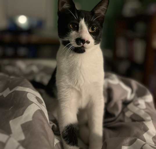 Photo of Mustachio