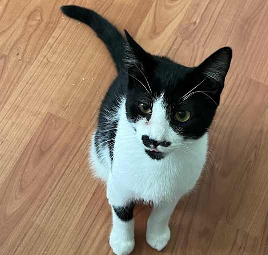 Photo of Mustachio