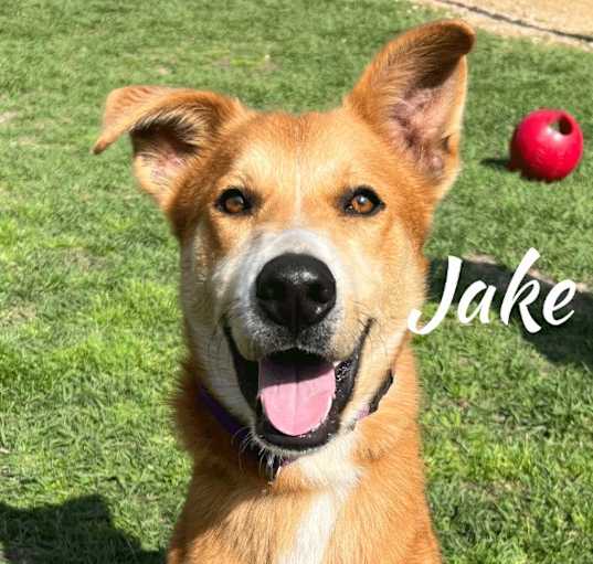 Photo of Jake