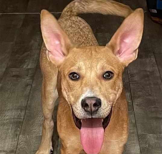 Photo of DOPEY
