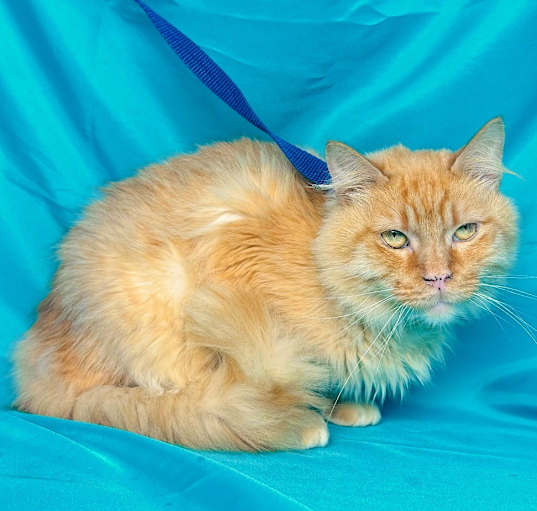 Photo of ORANGE