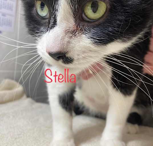 Photo of Stella