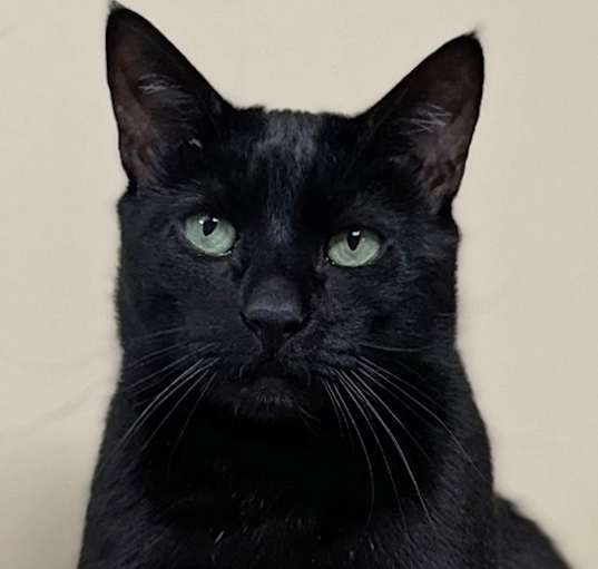 Photo of Arya