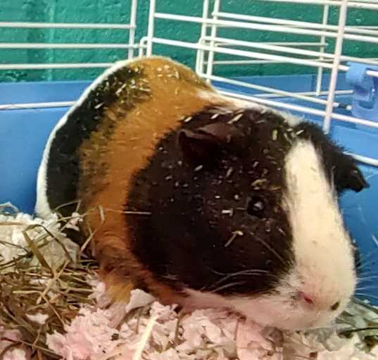 Photo of Cooperfish