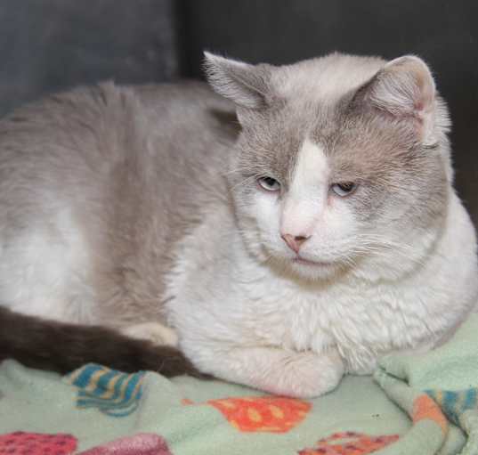 Photo of Tubbs-Neutered SpecialNeeds