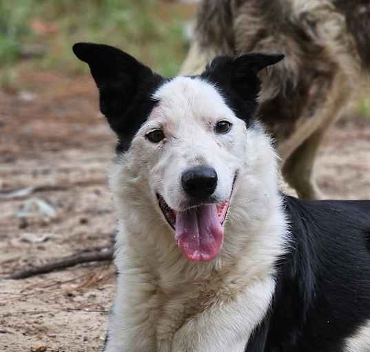Photo of Bandit