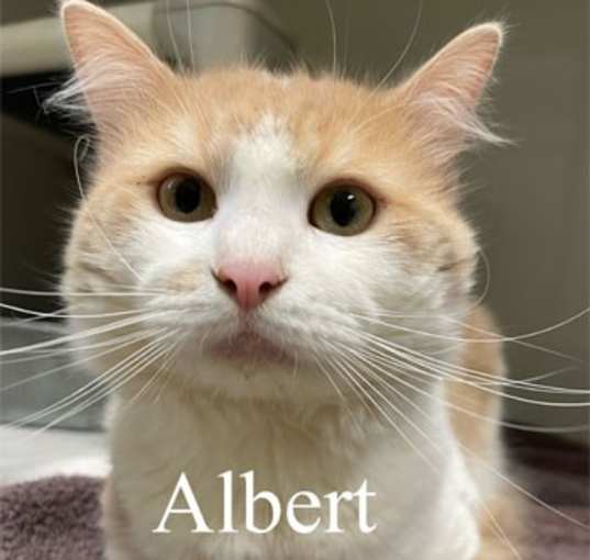 Photo of Albert