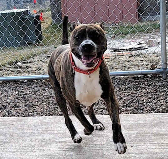 Photo of Porterhouse