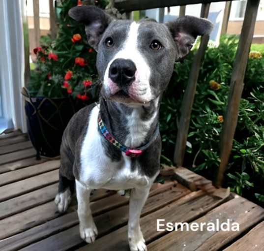 Photo of Esmerelda
