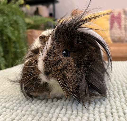 Photo of Juliette