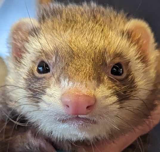 Photo of Peanut
