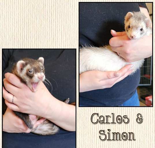 Photo of Simon