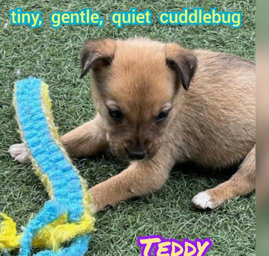 Photo of Teddy