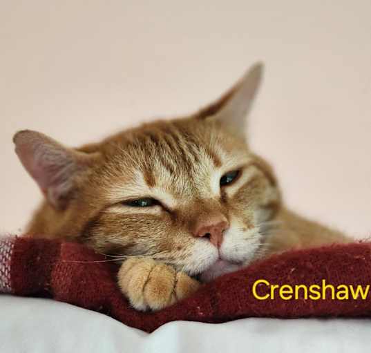 Photo of Crenshaw