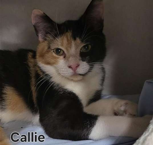 Photo of Callie