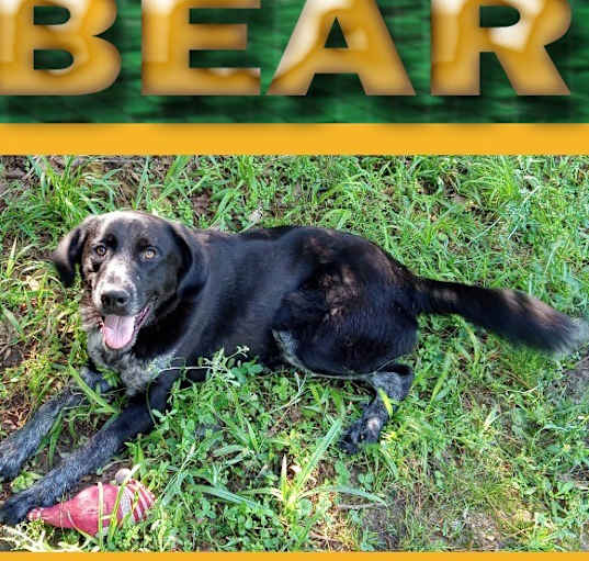 Photo of Bear