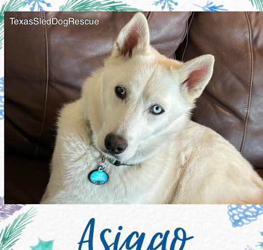 Photo of Asiago