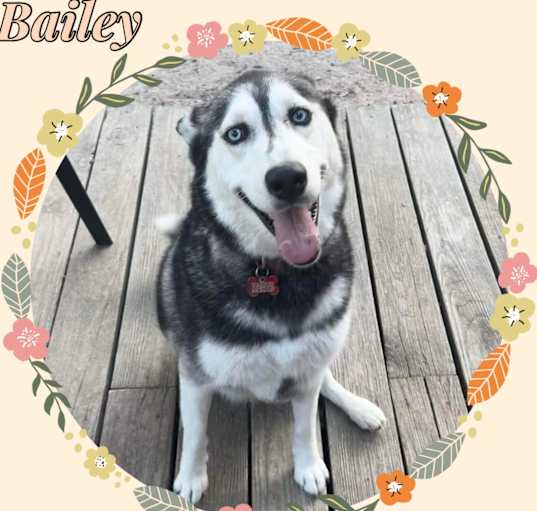 Photo of Bailey