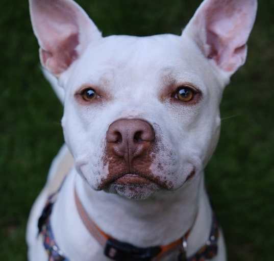 Photo of Casper - AVAILABLE