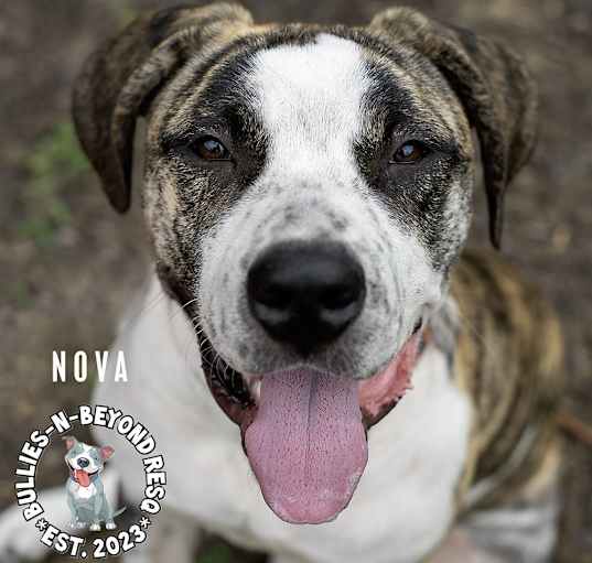 Photo of Nova