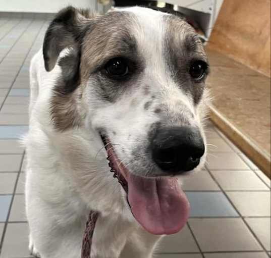 Photo of Ms. Lady the Great Pyrenees in Texas