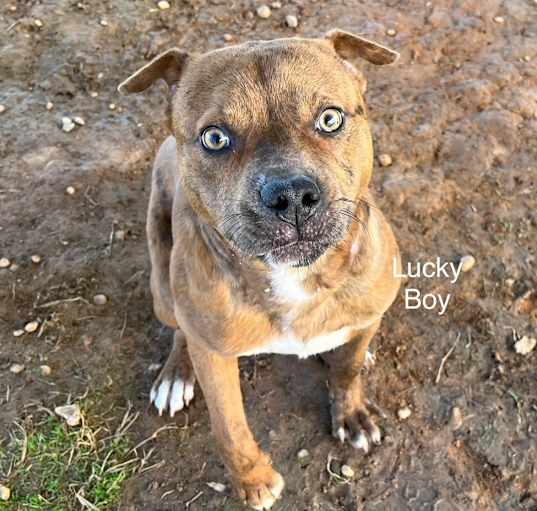 Photo of Lucky Boy