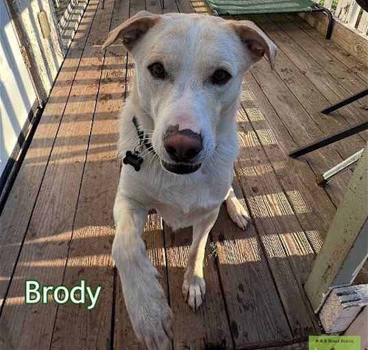 Photo of Brody