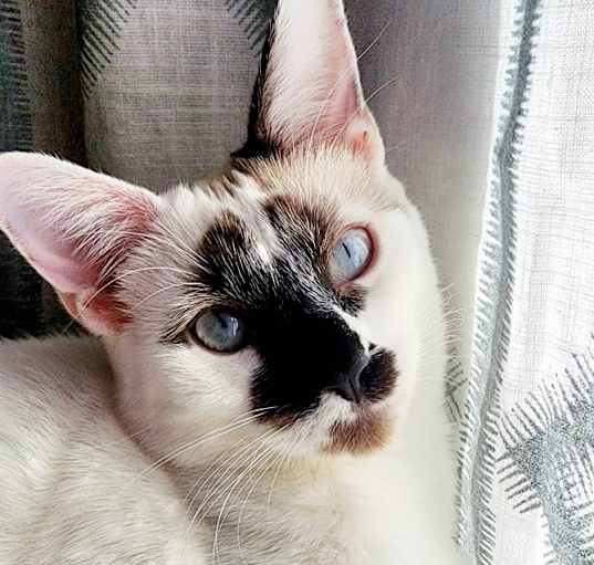 Photo of Cotton