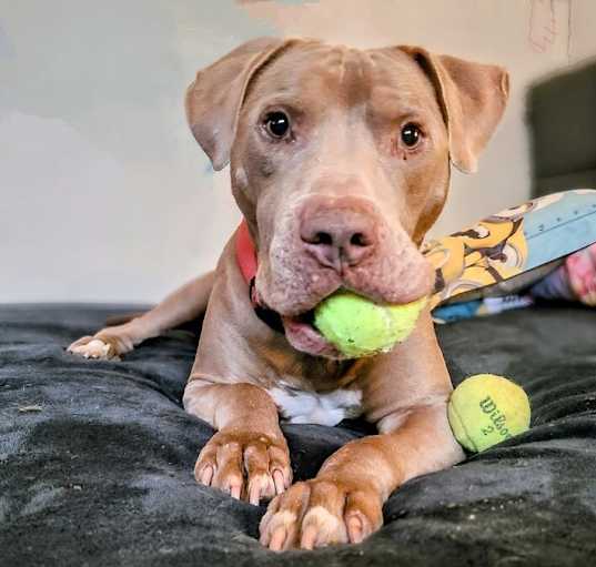 Photo of Lucky