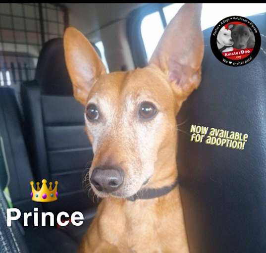 Photo of Prince