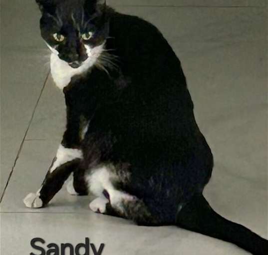 Photo of Sandy