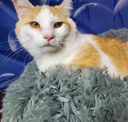 Photo of Chauncey