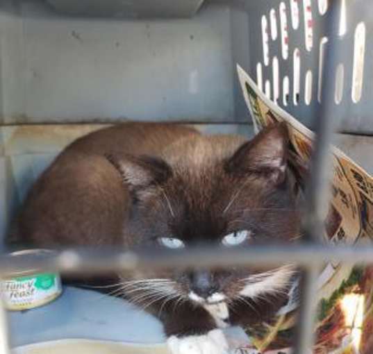 Photo of Zeke Barn Cat