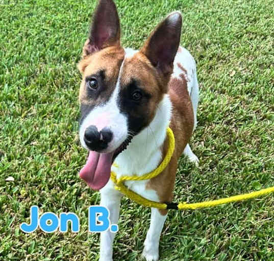 Photo of Jon B (pup of Phoenix)