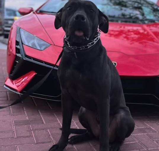 Photo of Champ