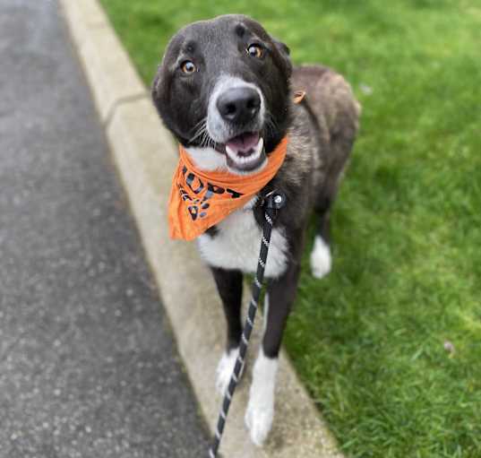 Photo of Wrangler