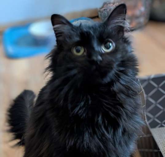 Photo of Whisper