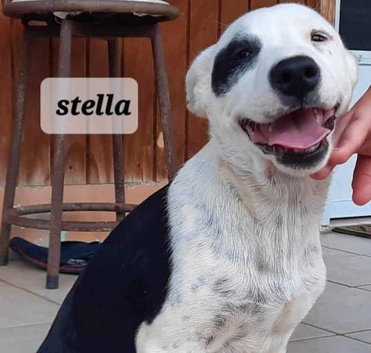 Photo of Stella